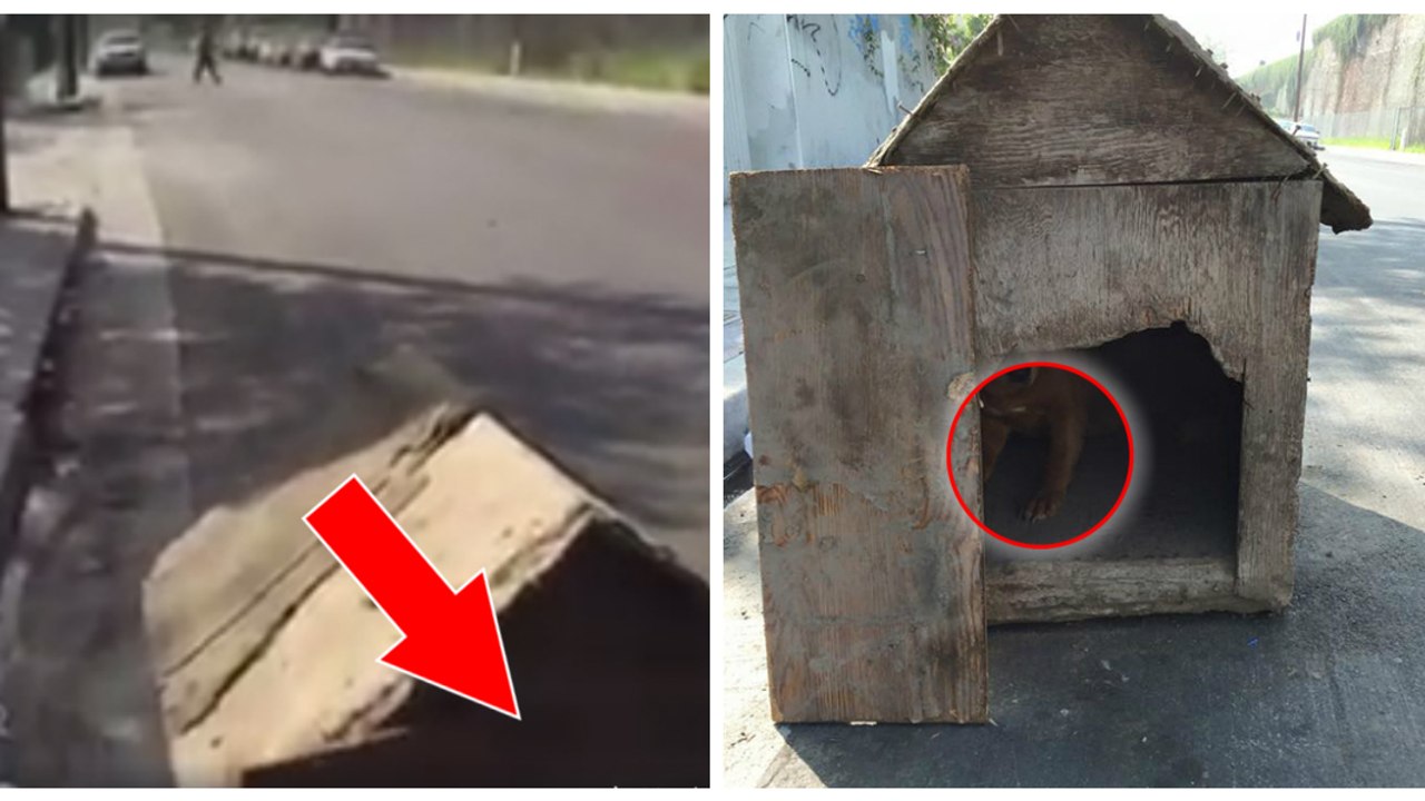 Freiwillige Helfer entdeckten einen 3 Tage lang in einer Hundehütte eingeschlossenen Hund!