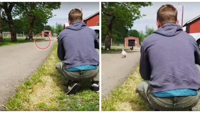 Jeden Tag rennt dieser Hahn zu seinem Retter, um gestreichelt zu werden