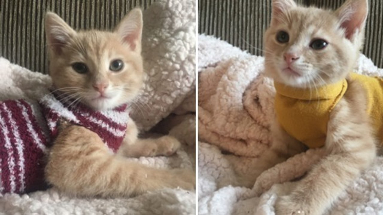 Dieses Kätzchen trägt immer einen Pulli … und das aus einem ganz bestimmten Grund!
