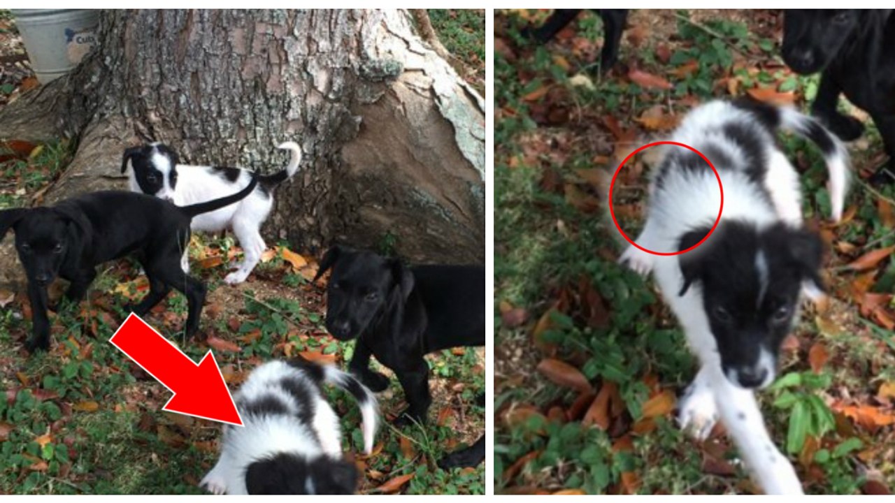 Eine Tierschutzorganisation rettet einen Welpen, der an einem schweren Herzfehler leidet