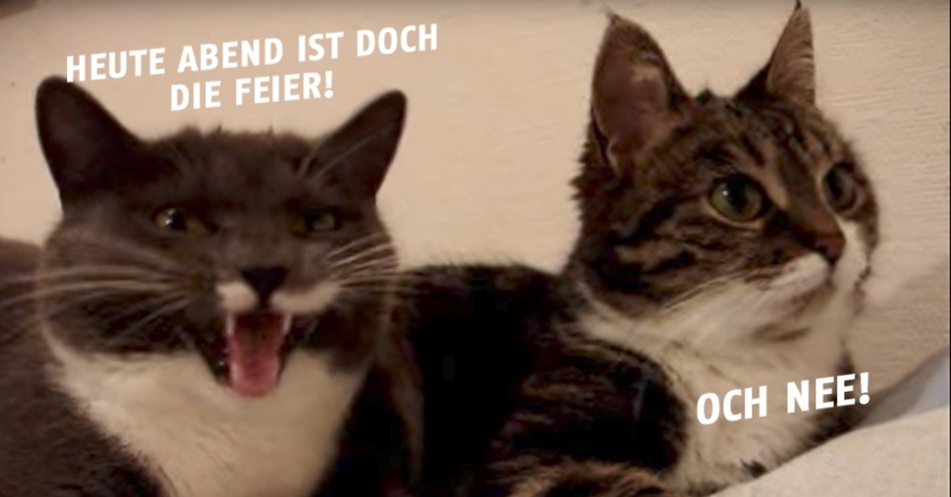 Diese beiden Fellknäuel klären ihr gemeinsames Abendprogramm! Doch wer da wohl gewinnt?