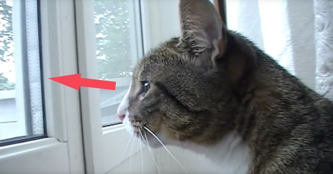 Ihre Reaktion, auf das, was die Katze auf ihrer Terrasse sieht, ist einfach herrlich!