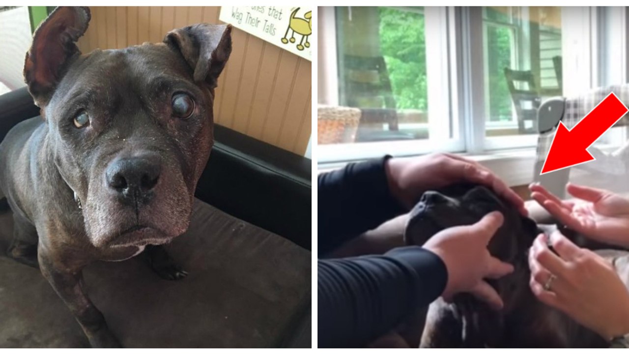 Eine fast blinde Hündin bekommt Kontaktlinsen,um wieder sehen zu können!