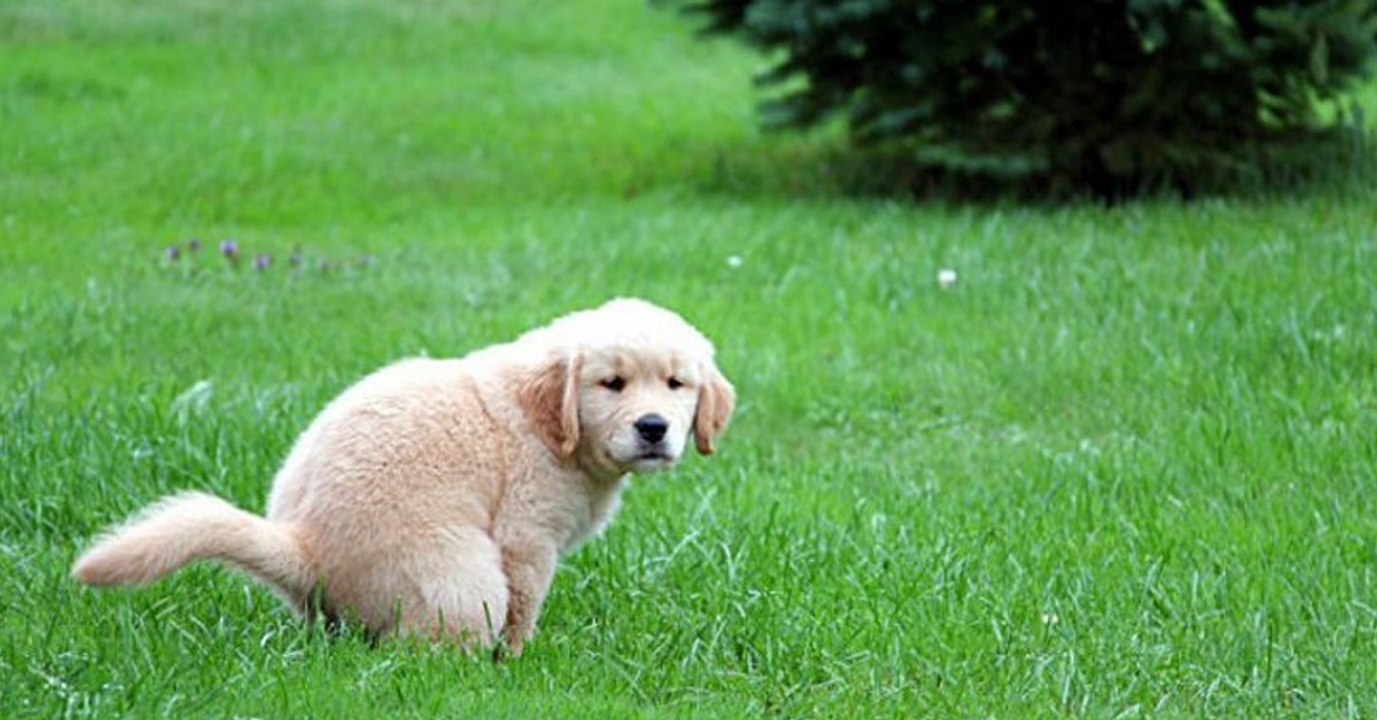 Fragst du dich auch, warum dich dein Hund beim Häufchen machen immer anstarrt?