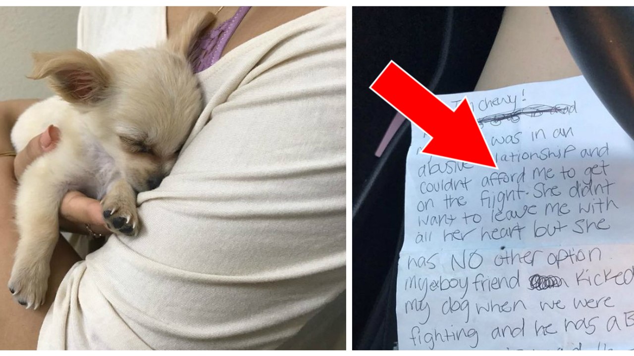 Ein Chihuahua wird auf einem Klo am Flughafen gefunden! Bei ihm war diese herzzerreißende Nachricht