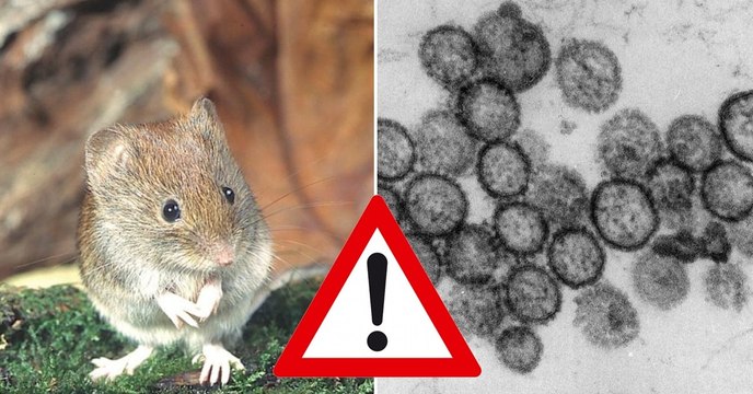 Hantavirus: Verbreitung und Symptome