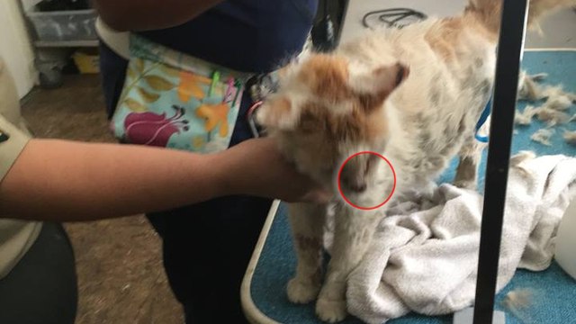 Ein Tierheim nimmt einen alten Kater in schlechtem Zustand auf und macht eine traurige Entdeckung