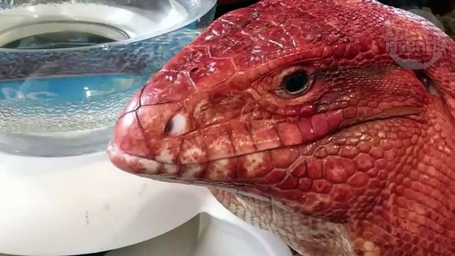 Entdeckt mit uns die rote Riesenechse MacGyver. Ein ungewöhnliches Haustier und ein Star auf Internet!