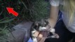Freiwillige Helfer entdecken eine Hündin mit ihren Neugeborenen, die sich in einem Gebüsch versteckt!