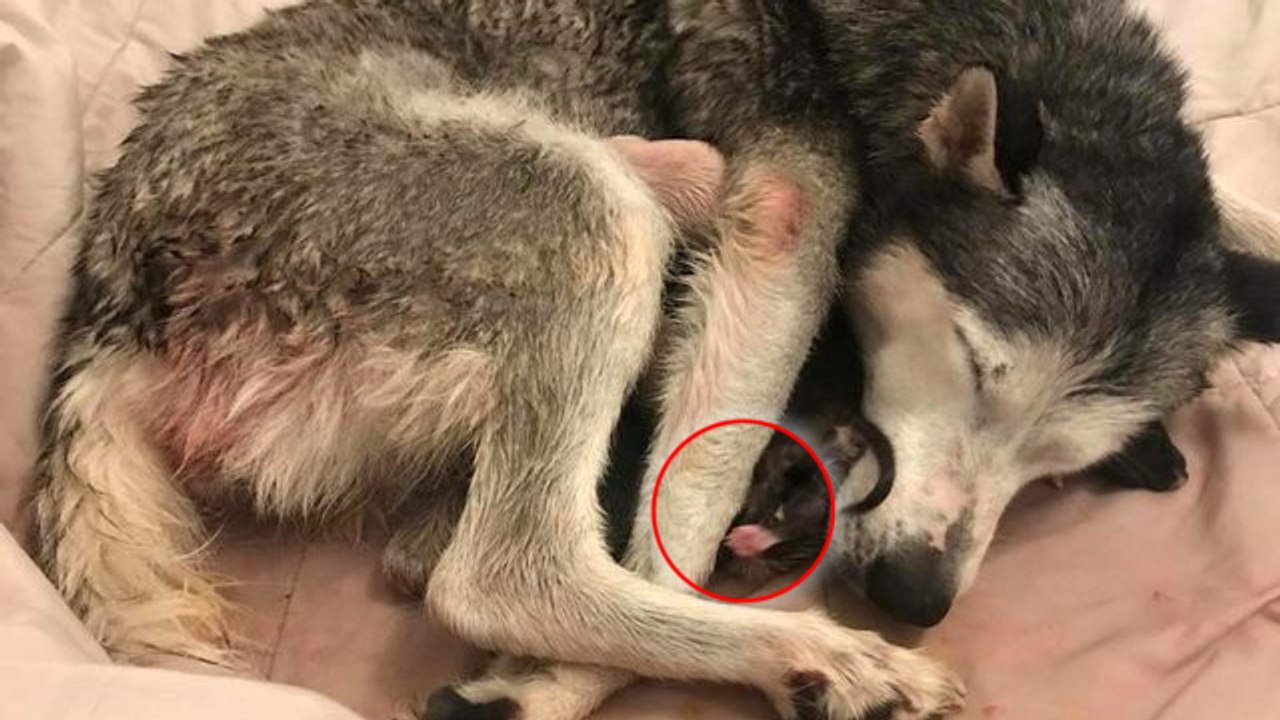 Während der Autofahrt beginnen bei der Husky-Dame die Wehen! Eine abenteuerliche Fahrt