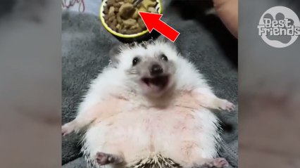 Für diesen kleinen Igel ist jetzt Essenszeit