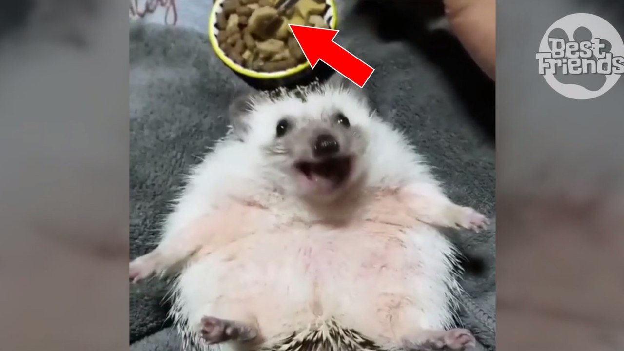 Für diesen kleinen igel ist jetzt essenszeit