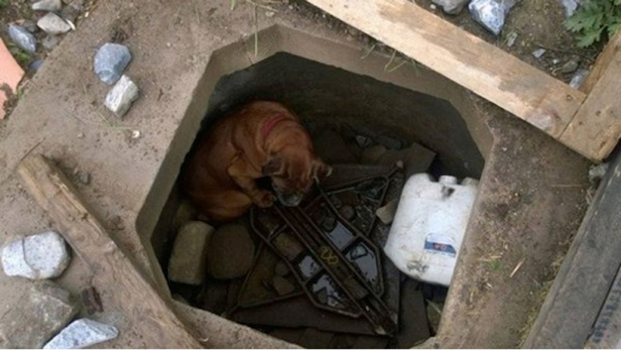 Ein kleines Mädchen findet einen in einem Betonloch ausgesetzten Hund