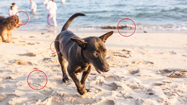 Urlaub am Meer: Vor diesen am Strand lauernden Gefahren solltest Du Deinen Vierbeiner schützen!