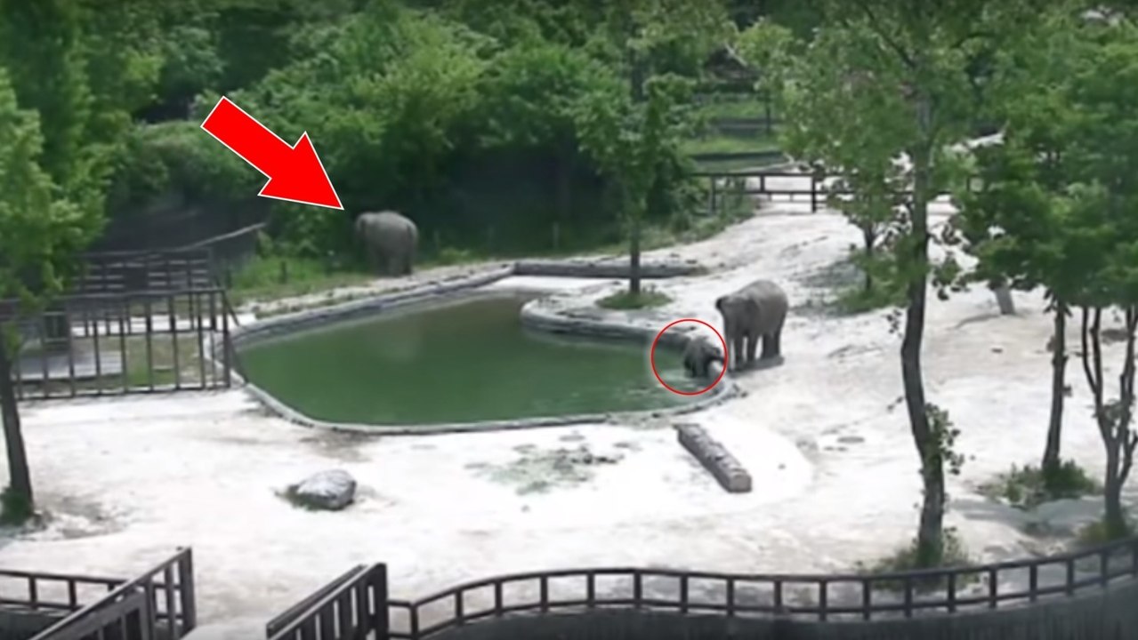 Der Babyelefant fällt vor den Augen der ganzen Herde ins Wasser. Doch achte auf die Reaktion der anderen Elefanten!