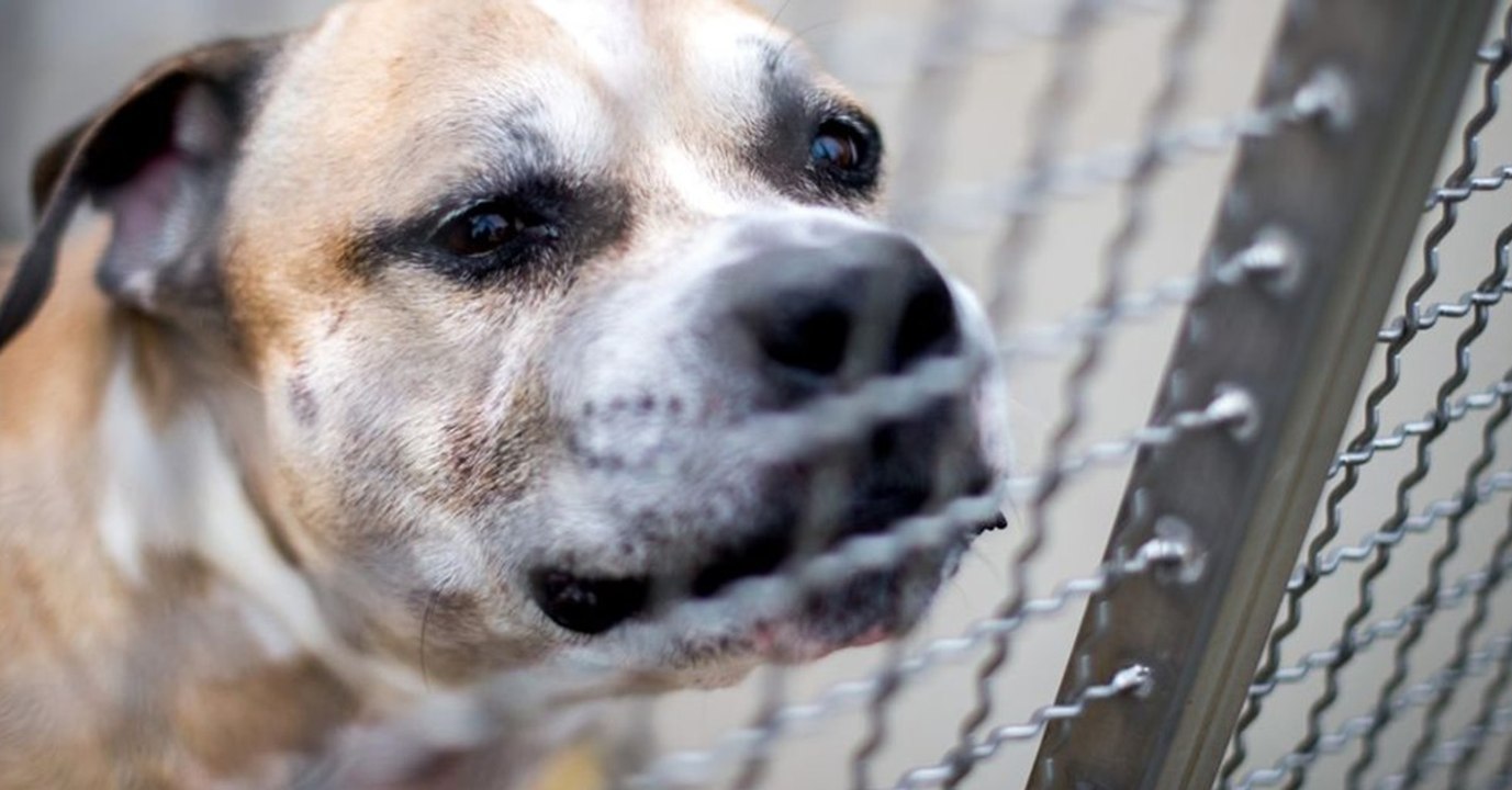 Fall Chico: Letzte Chance in München?