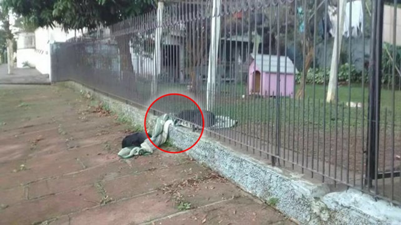 Ein Hund wird gerettet und teilt seine Decke mit einem anderen streunenden Hund