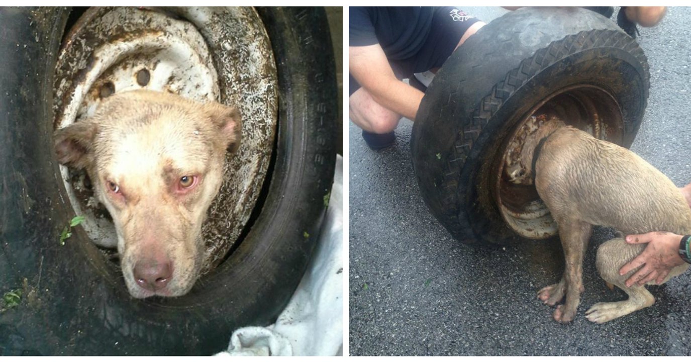 Eine Frau befreit eine Hündin, die mit dem Kopf in der Felge eines Reifens steckt