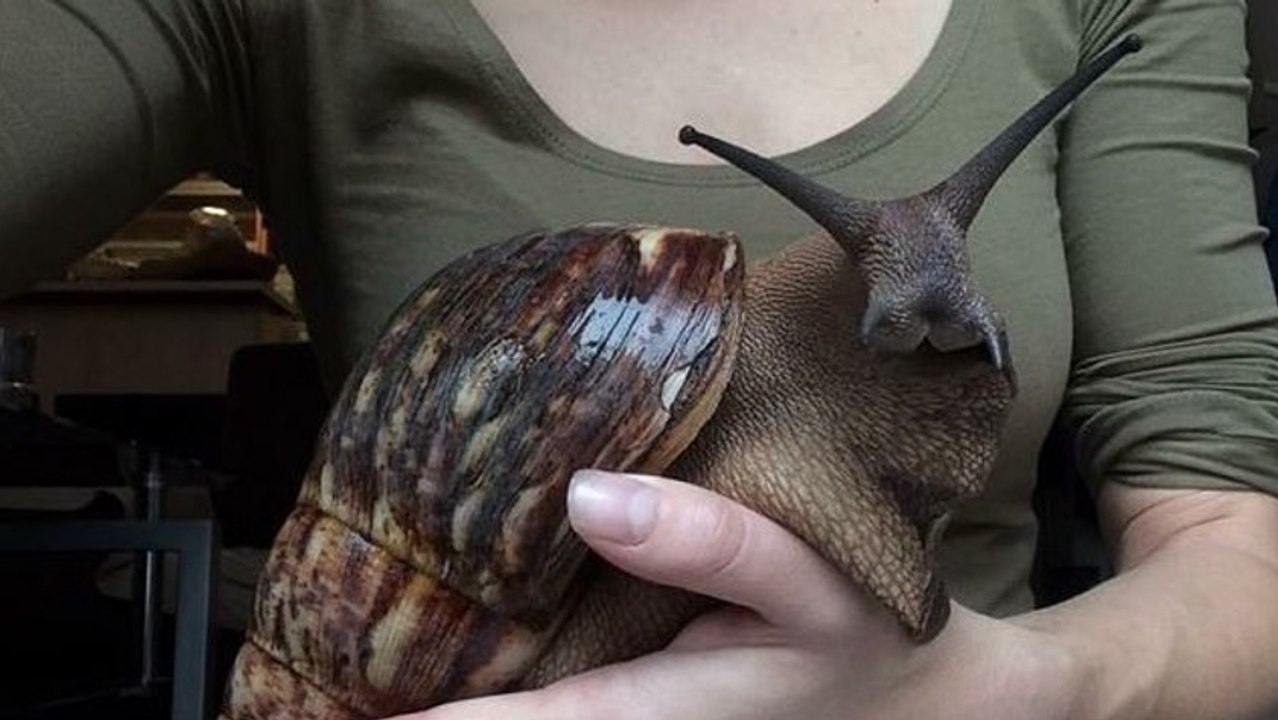 Frau fotografiert sich mit Riesenschnecke und kriegt Ärger mit der Regierung