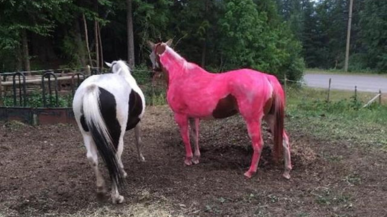 Weil ein Jugendlicher etwas missversteht, hat sein Pferd bald eine ausgefallene Farbe