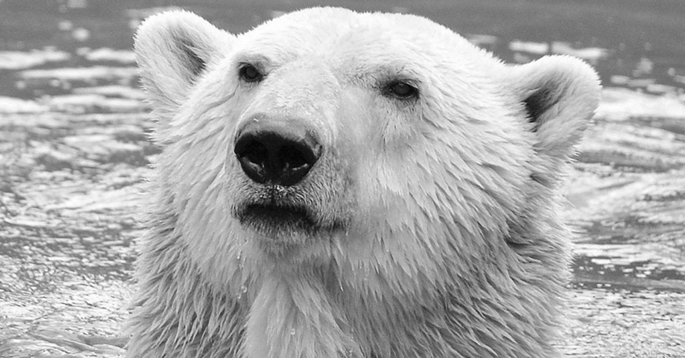 Knuts Papa ist tot! Traurige Nachricht für alle Eisbär-Freunde!