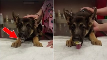 Dieser Welpe macht die Dummheit, dutzende Luftballons zu verschlucken!