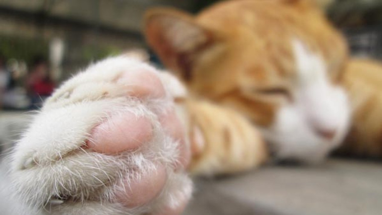 Dazu nutzen Katzen ihre einzigartigen und super süßen Ballen an den Pfoten wirklich!