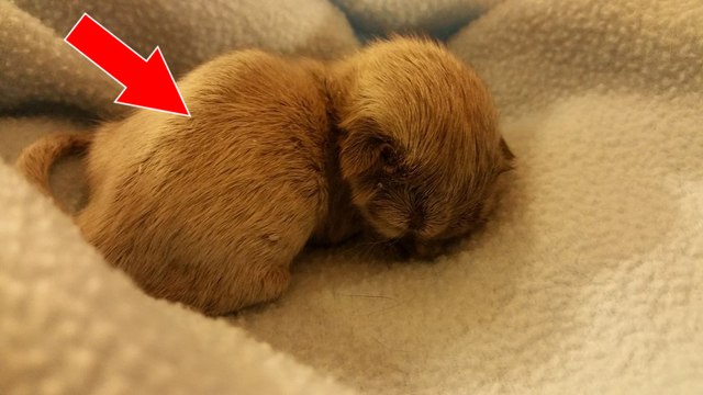 Bei der Geburt von der Mutter verstoßen, überrascht das kleine Kätzchen alle mit seiner Besonderheit!