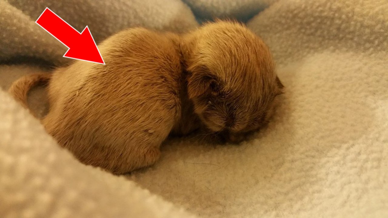 Bei der Geburt von der Mutter verstoßen, überrascht das kleine Kätzchen alle mit seiner Besonderheit!