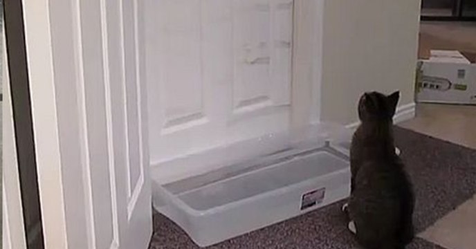 Diese Katze hat definitiv ihren eigenen Kopf! Dafür lieben wir sie ja aber auch!