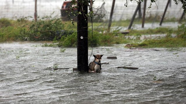 Überschwemmungen in den USA: Dieser Hund wurde an einen Pfahl gebunden und seinem Schicksal überlassen