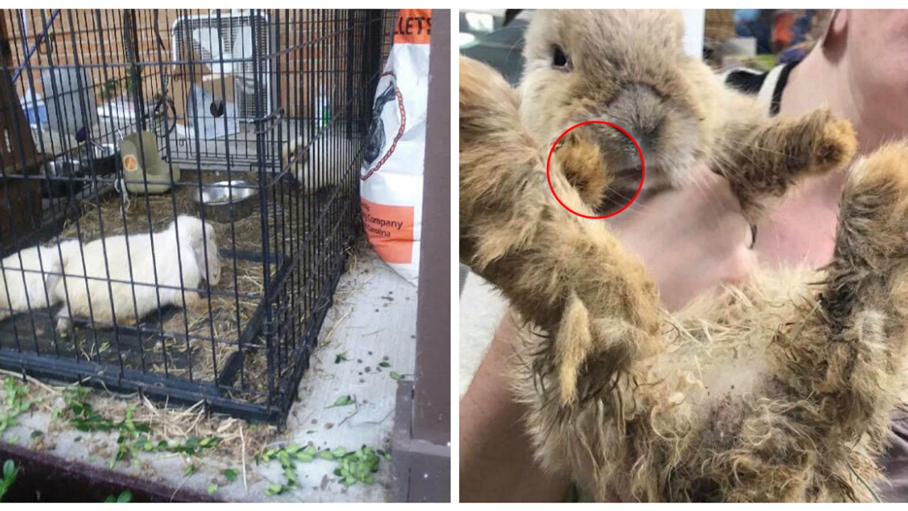 Sie entdeckt drei verwaiste Kaninchen. Eines davon hat ein lebensbedrohliches Problem!