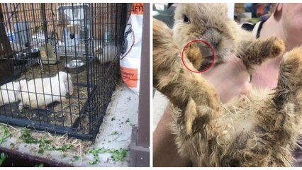 Sie entdeckt drei verwaiste Kaninchen. Eines davon hat ein lebensbedrohliches Problem!