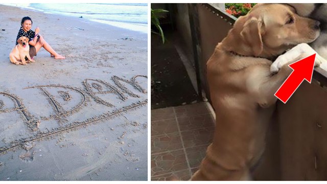 Ein Hund, der seine Tage allein im Garten verbringt, reisst aus, um seinem Nachbarhund einen kleinen Besuch abzustatten