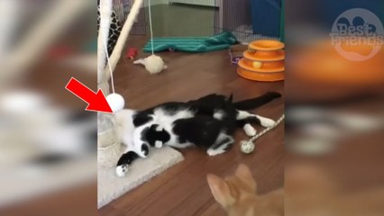 Diese Katzenmama möchte entspannen. Ihre niedlichen Kätzchen lassen sie jedoch nicht in Ruhe!