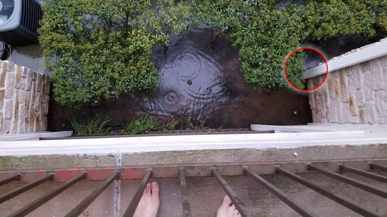 Im Sturm Harvey sieht sie eine hilflose Katzenfamilie. Ihre Reaktion ist fabelhaft!