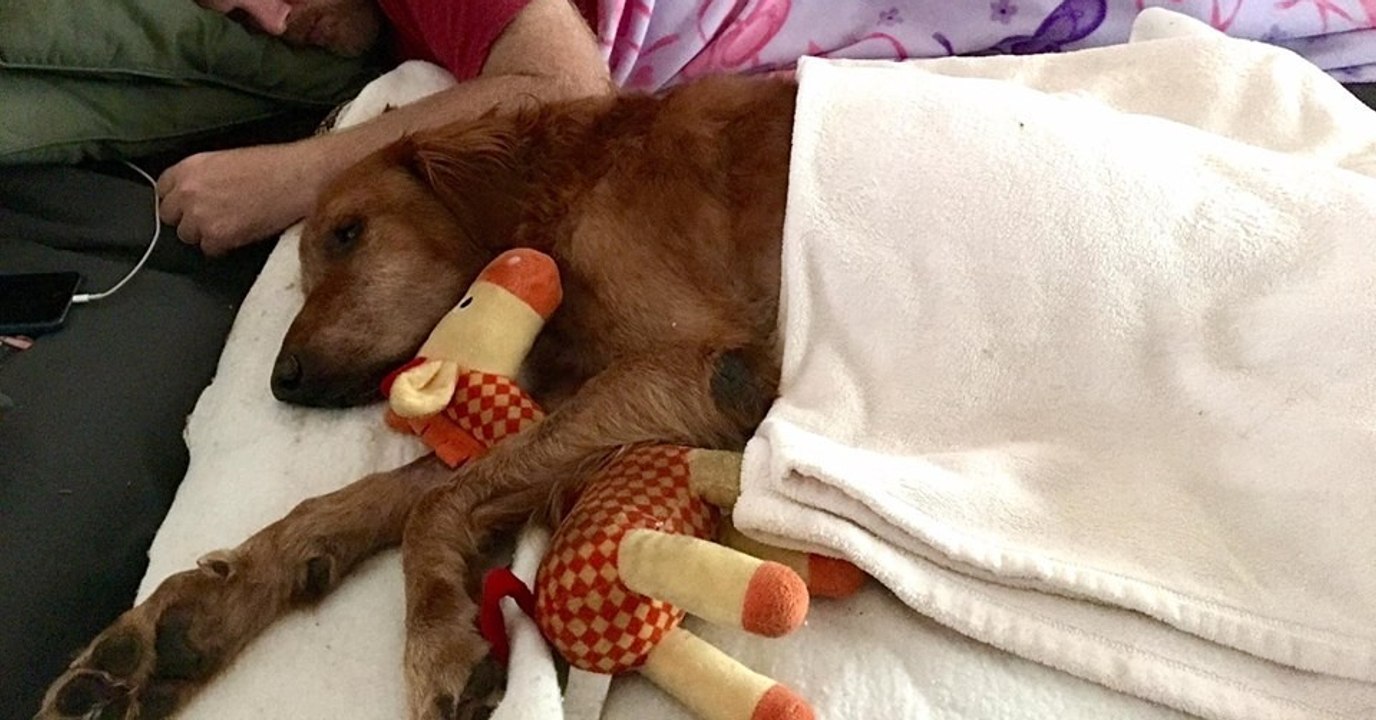 Seinem krebskranken Hund schenkt dieser Mann einen letzten wunderbaren Spaziergang!