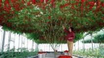 Octupus Tomato Tree: Die Pflanze, die alle Rekorde bricht!