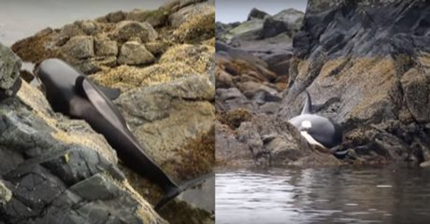 Der Orca hängt in den Klippen fest. Ein paar Männer haben eine geniale Idee, um ihn zu retten!