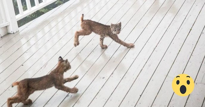Ein Mann wird von 7 kleinen Luchsen auf seiner Terrasse geweckt. Doch das Beste kommt erst noch