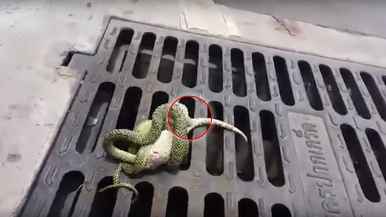 Eine Echse stellt sich tot, um einer Schlange zu entkommen