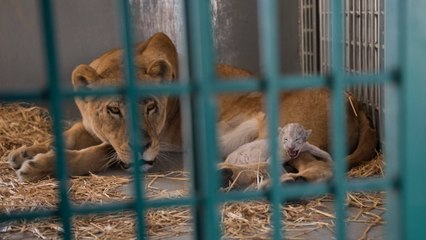 Descargar video: Zoo von Aleppo: Freiwillige einer Tierschutzorganisation retten eine trächtige Löwin, die daraufhin ein Junges zur Welt bringt