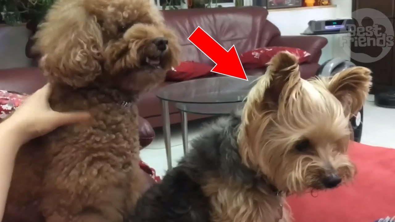 Dieser Hund kann es nicht leiden, wenn seine kleine Freundin angefasst wird. Da kennt er kein Pardon.