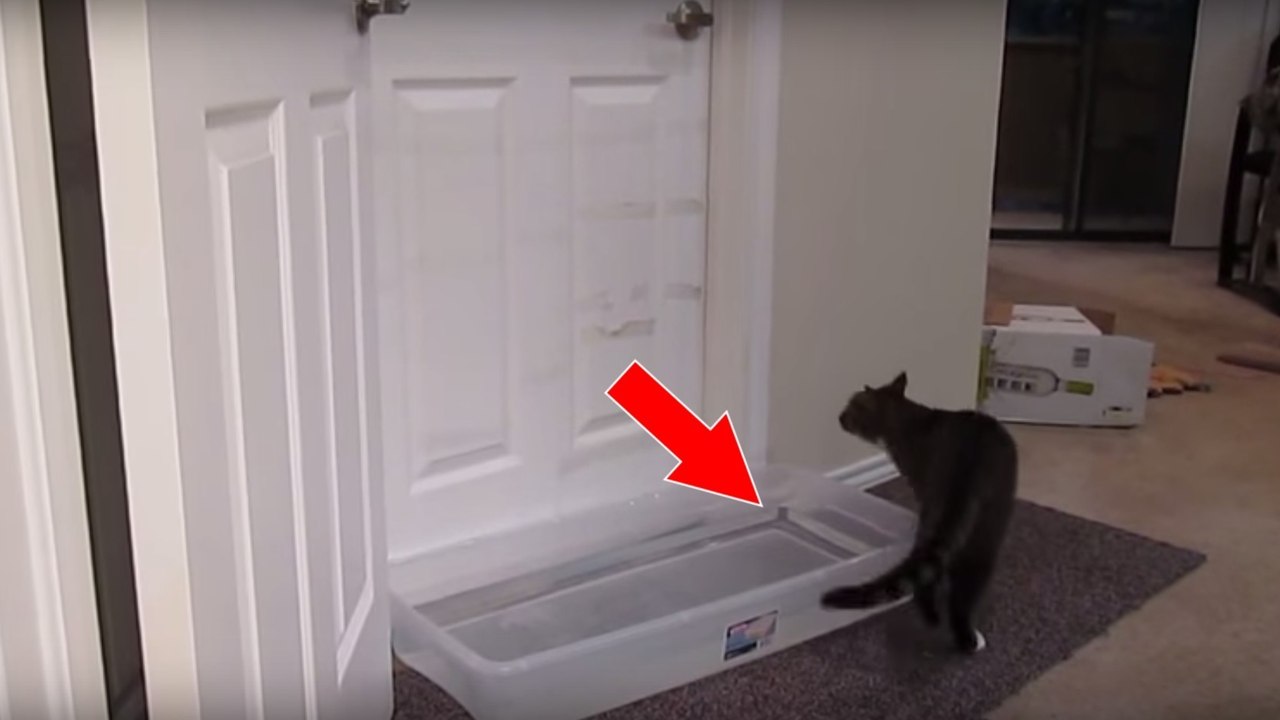 Diese Katze ist von nichts davon abzubringen, jede Tür zu öffnen! Nicht einmal mit Wasser!