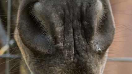 Weißer Löwe und weiße Tigerin haben zuckersüße Babys zusammen