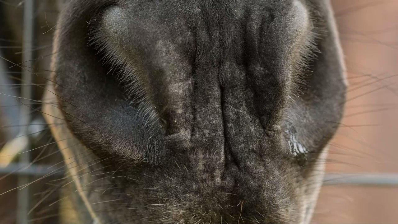 Weißer Löwe und weiße Tigerin haben zuckersüße Babys zusammen