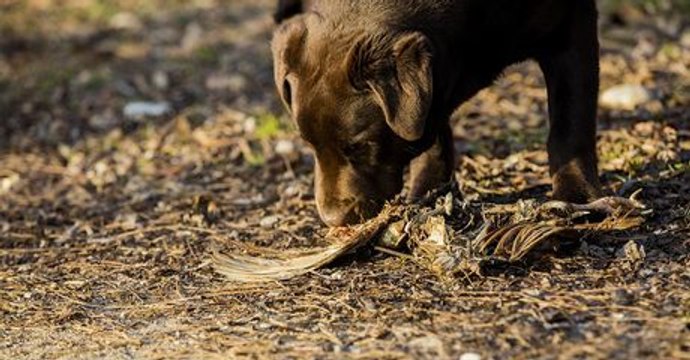 An alle Hundehalter: Die Polizei warnt vor präparierten Tierködern