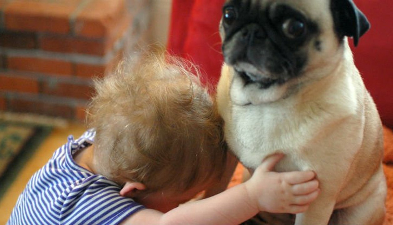 Video - Mögen es Hunde wirklich, wenn wir mit ihnen schmusen?