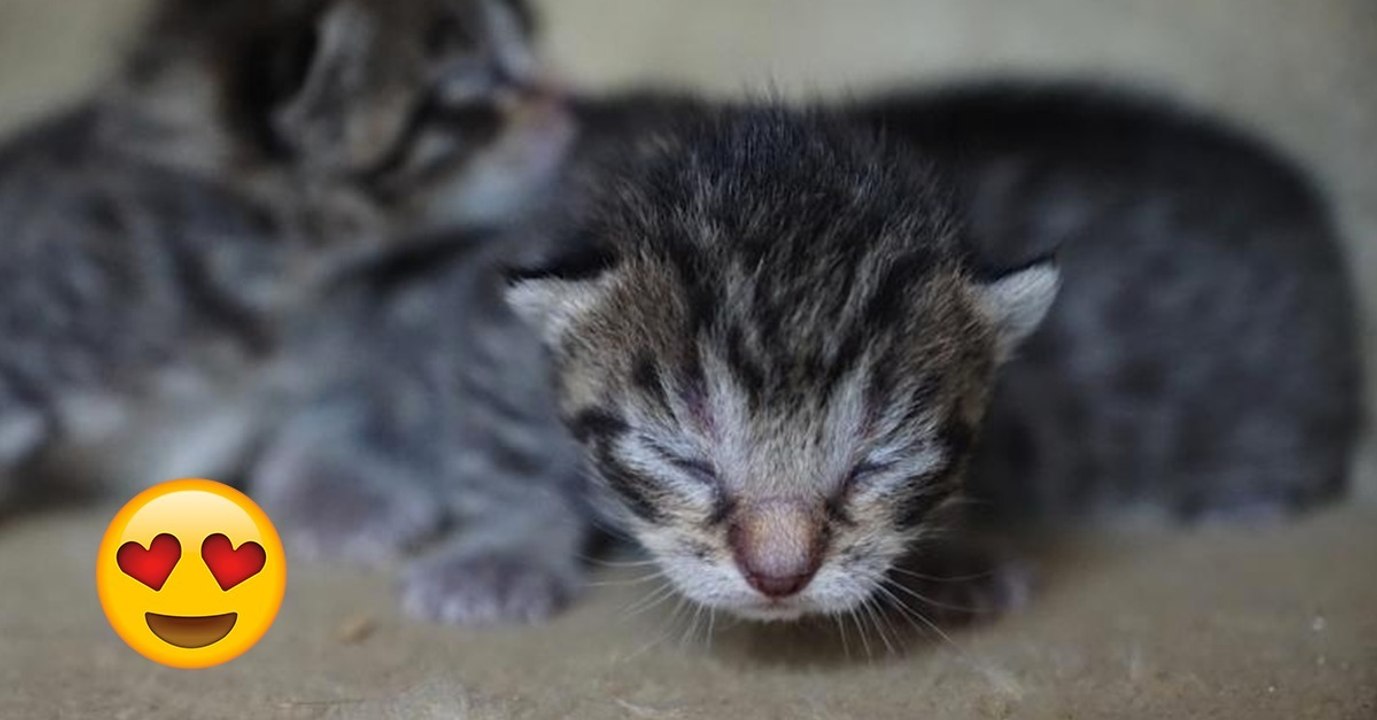 Zwei herzallerliebste Kätzchen wagen ihre ersten Schritte mit offenen Augen