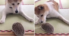 Video - Erst freut er sich über den Igel, doch dann bemerkt er, was für ein stacheliger Freund das doch ist!
